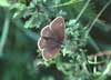 ringlet